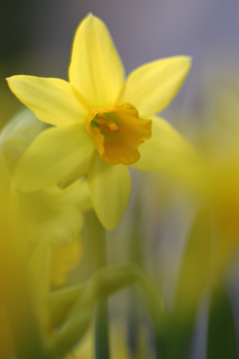 Vorgeschmack auf Ostern