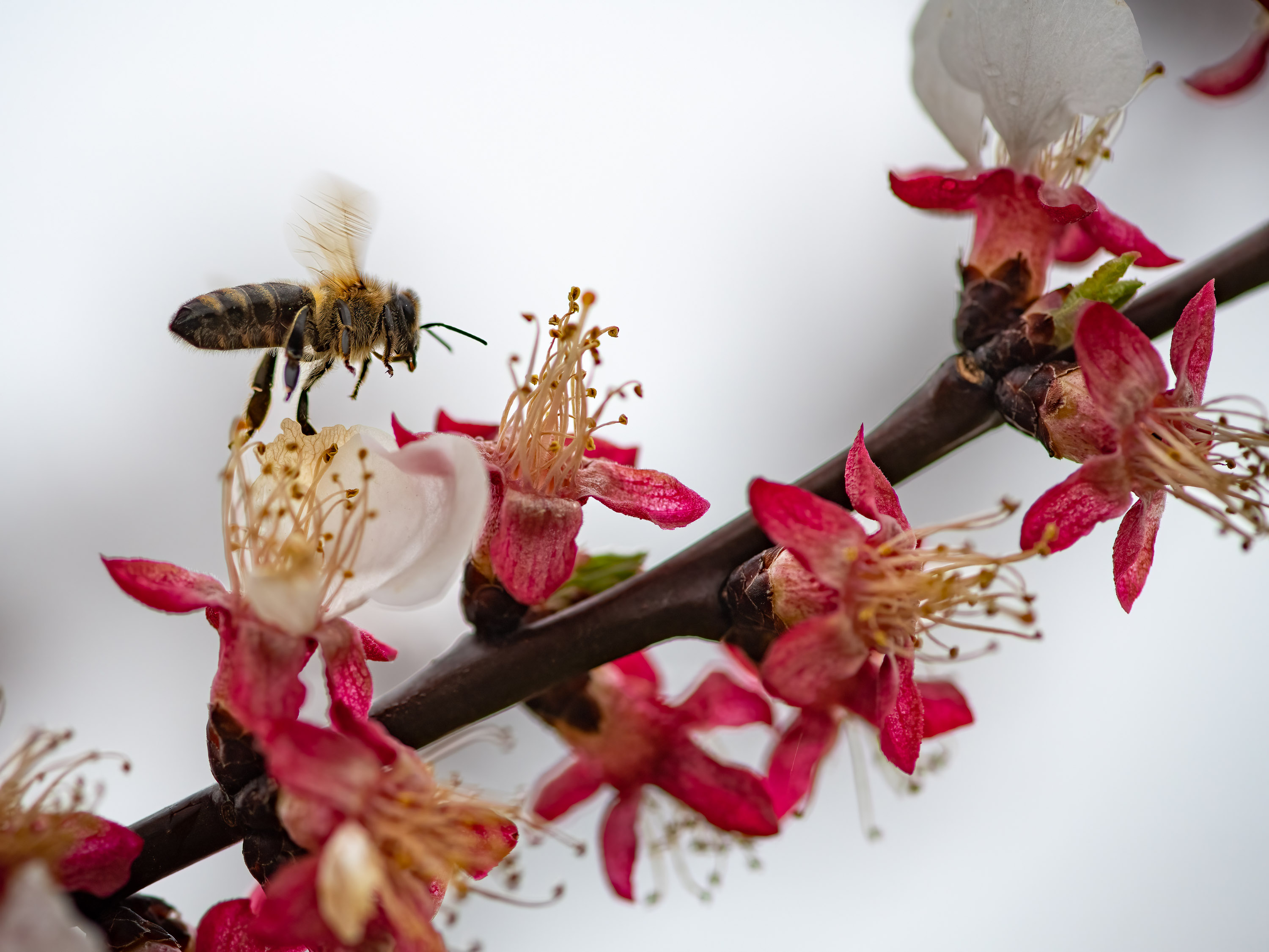 Marillenblüten mit Biene