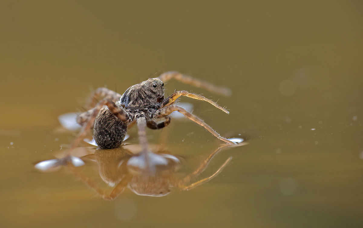 Der Wasserläufer