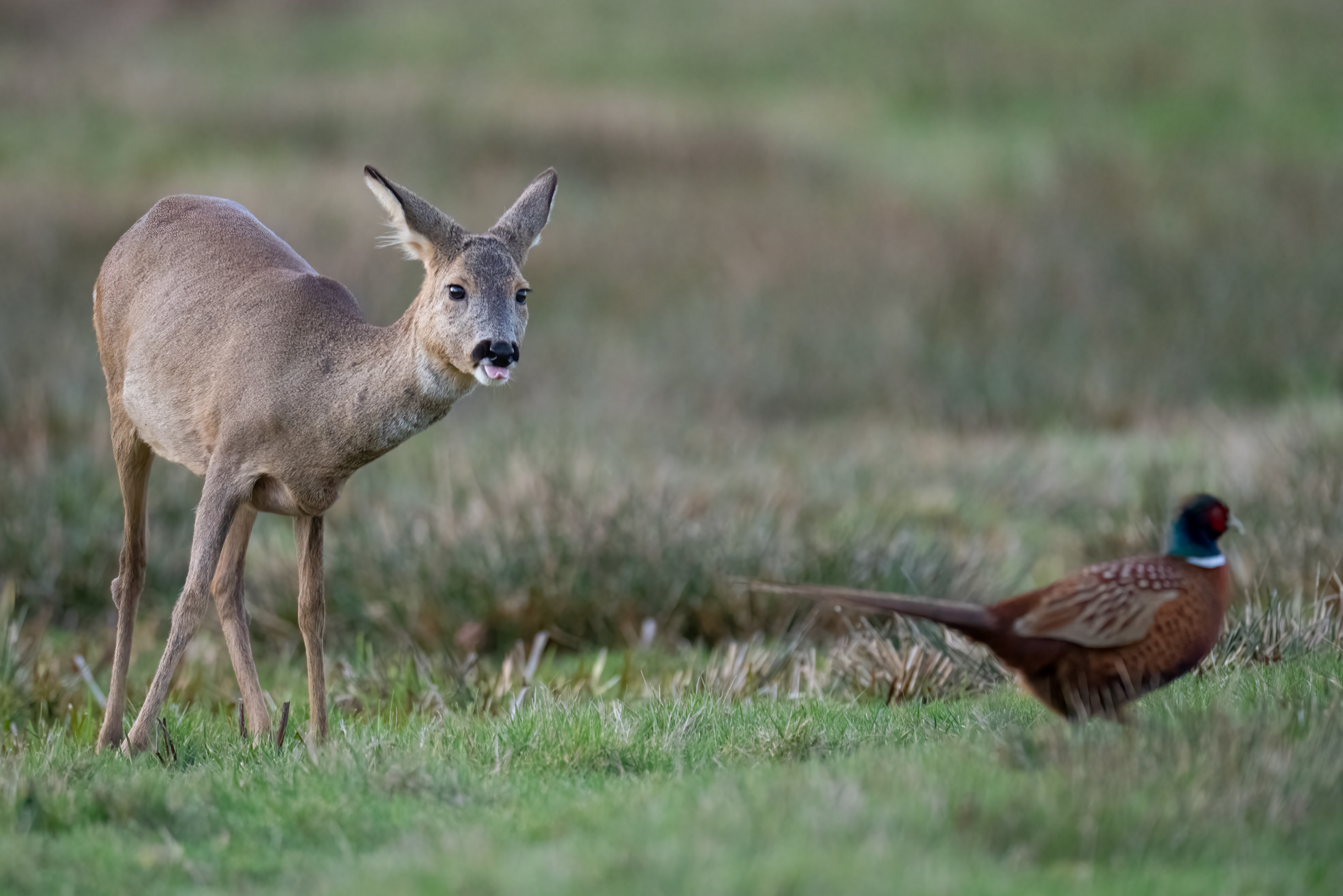 Reh VS Fasan (Forum für Naturfotografen)