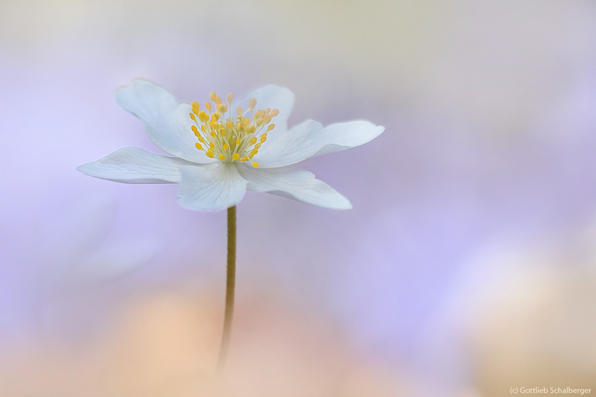 Anemonen unter sich