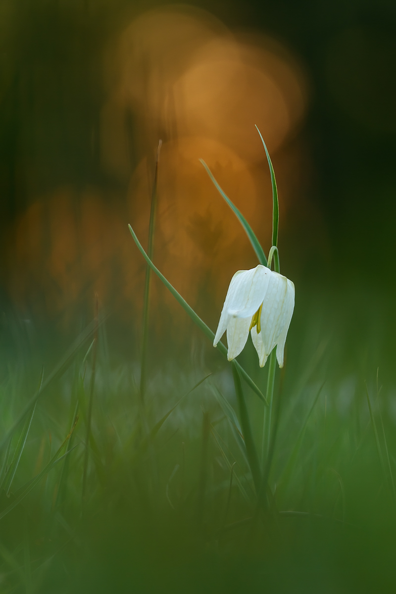 Abends auf der Schachblumenwiese