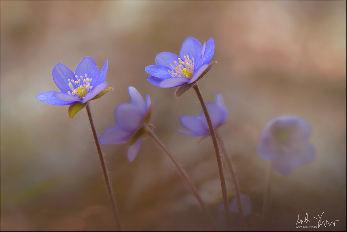 Hepatica nobilis