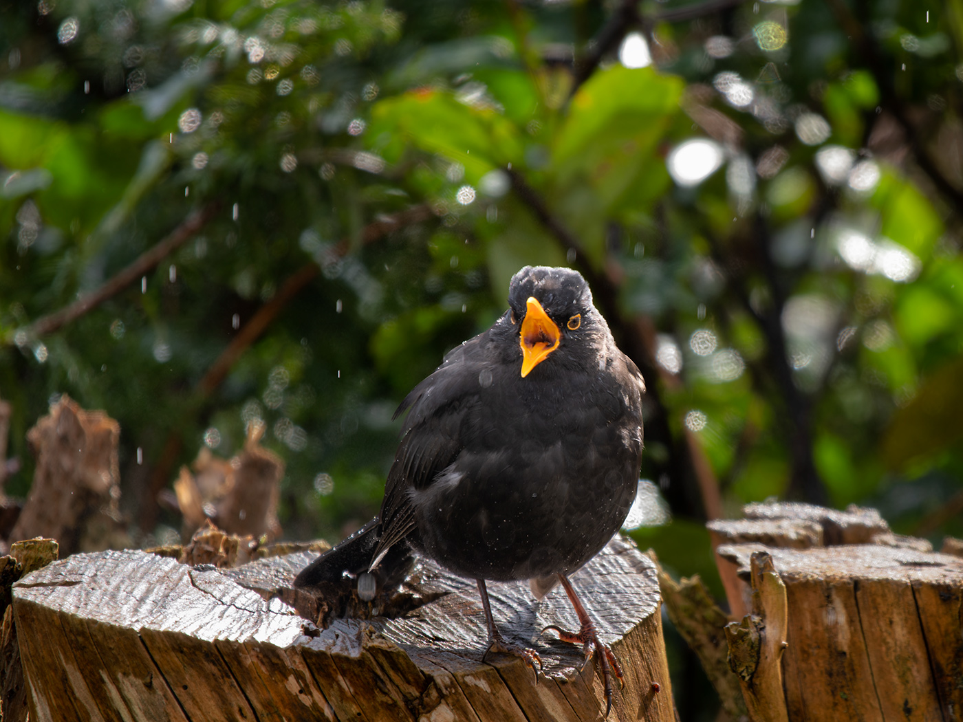Amsel im Regen