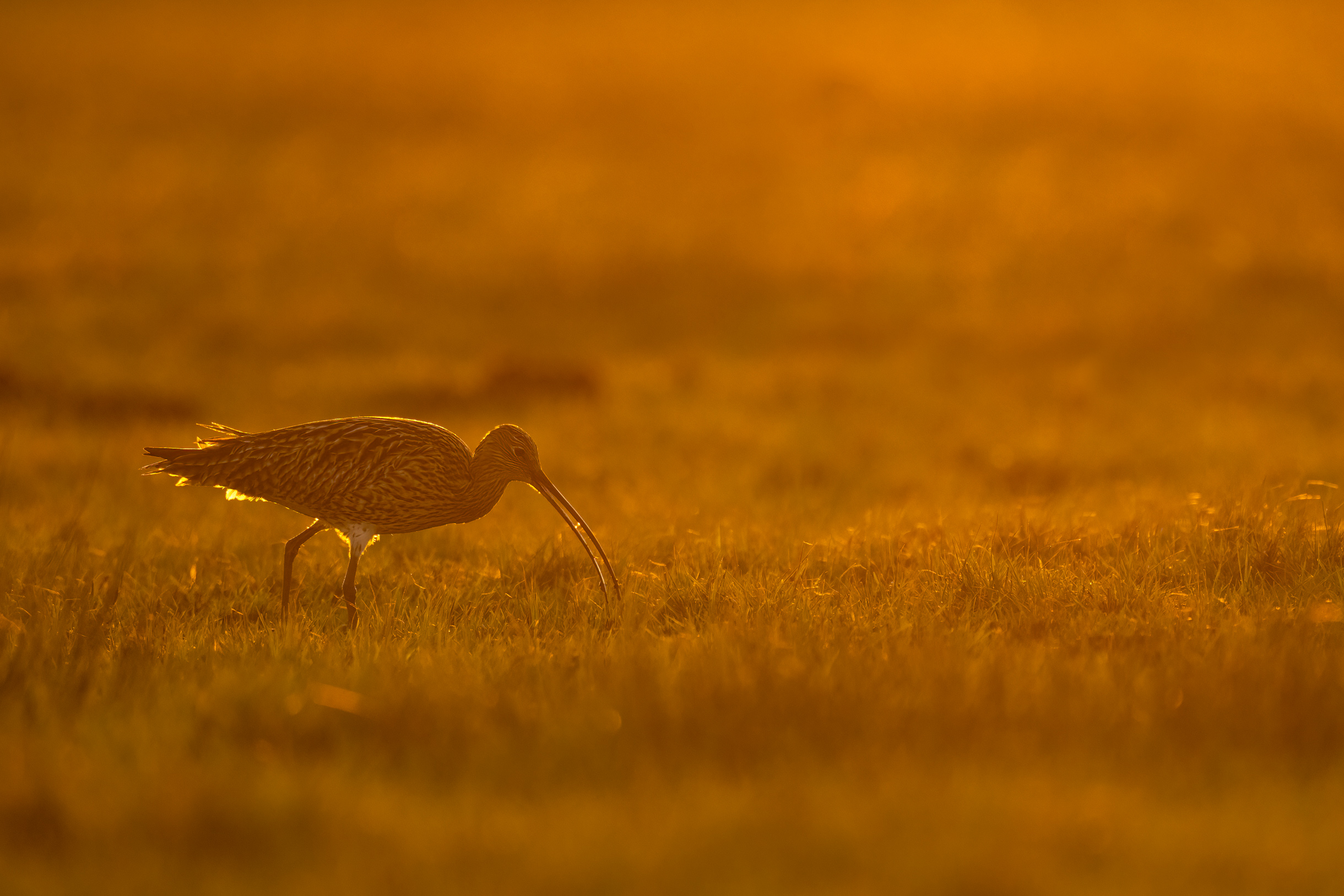 Brachvogel im Gegenlicht