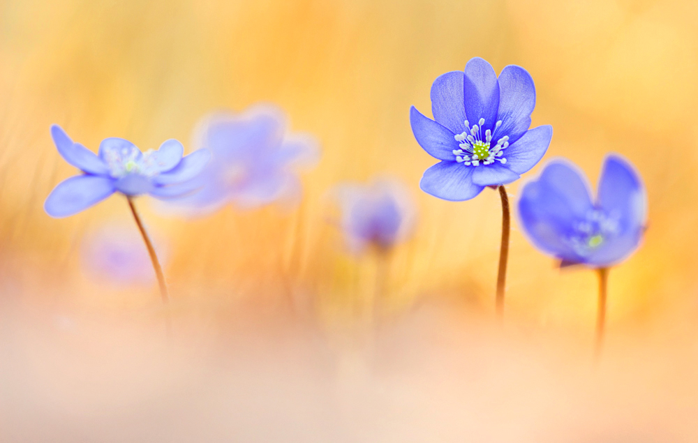 Hepatica nobilis