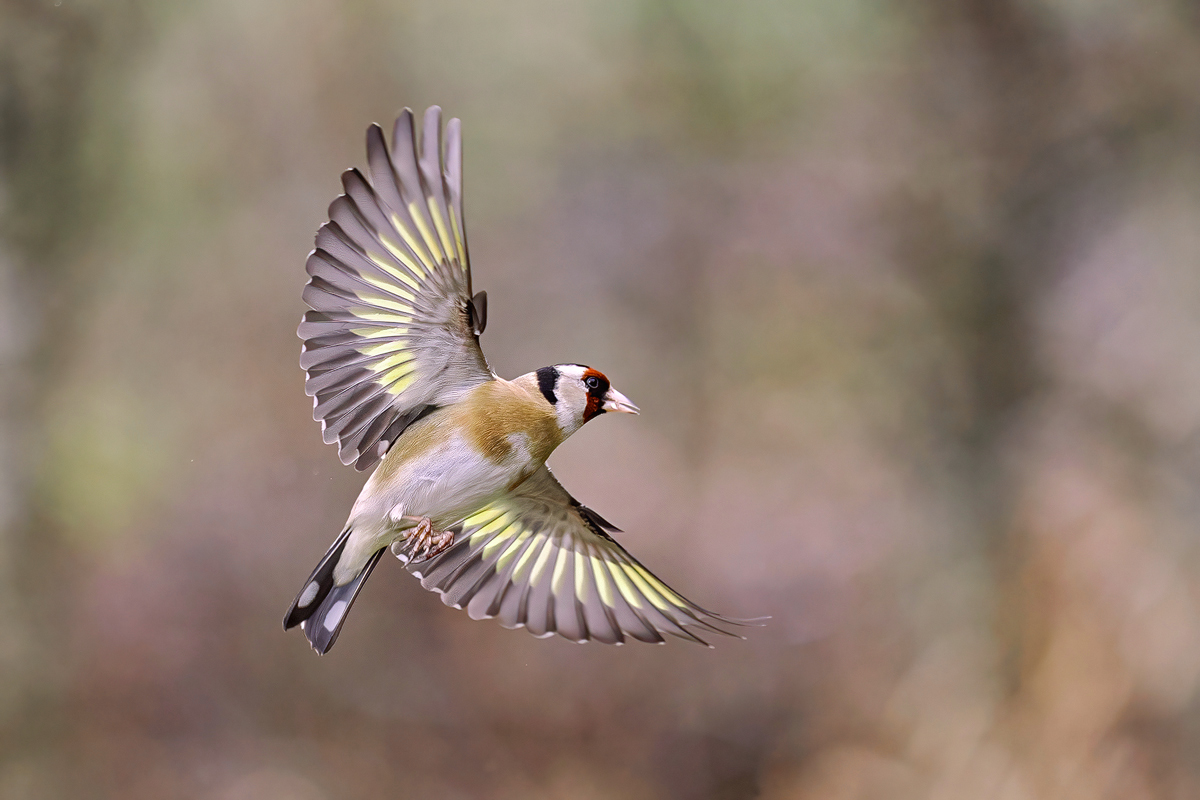 Stieglitz beim Abflug,