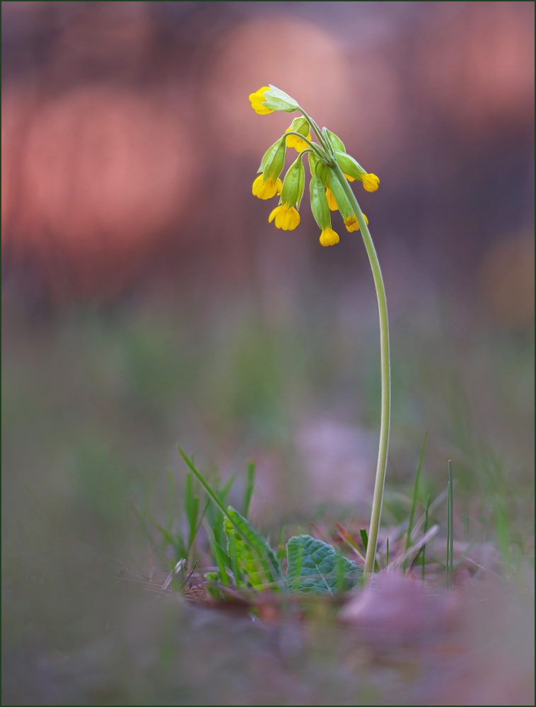 *Echte Schlüsselblume*