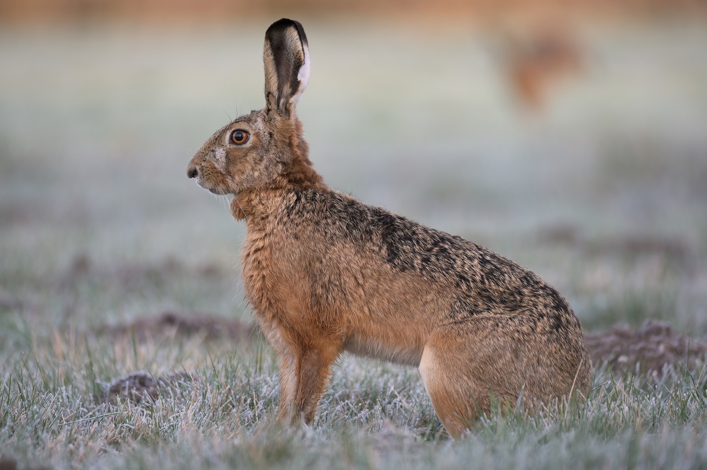 Rammler (Forum für Naturfotografen)