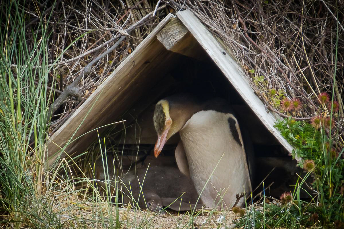 Pinguine im Jura