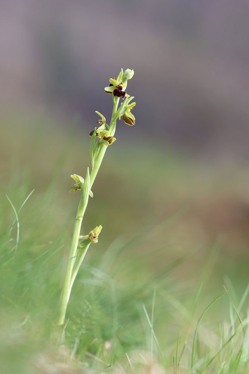 Die erste Orchidee 2023
