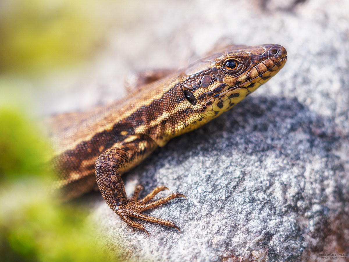 Mauereidechse - Podarcis muralis