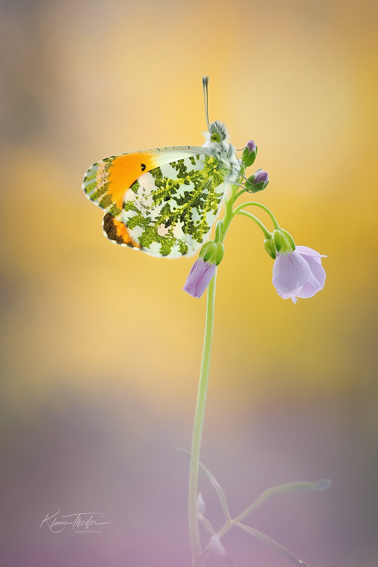 Aurora Morgengruss