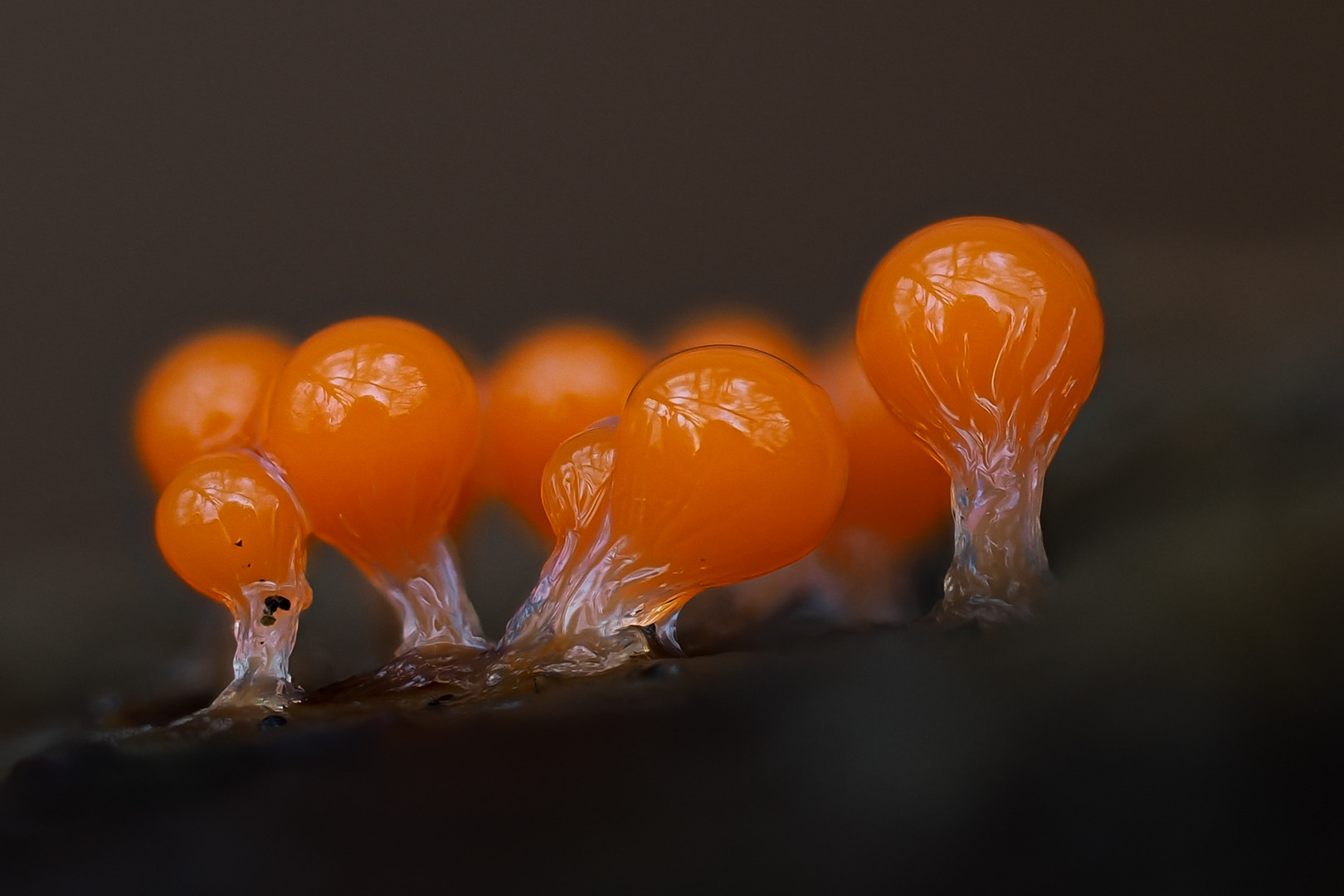 Rotköpfiger Schleimpilz ( Trichia decipiens )