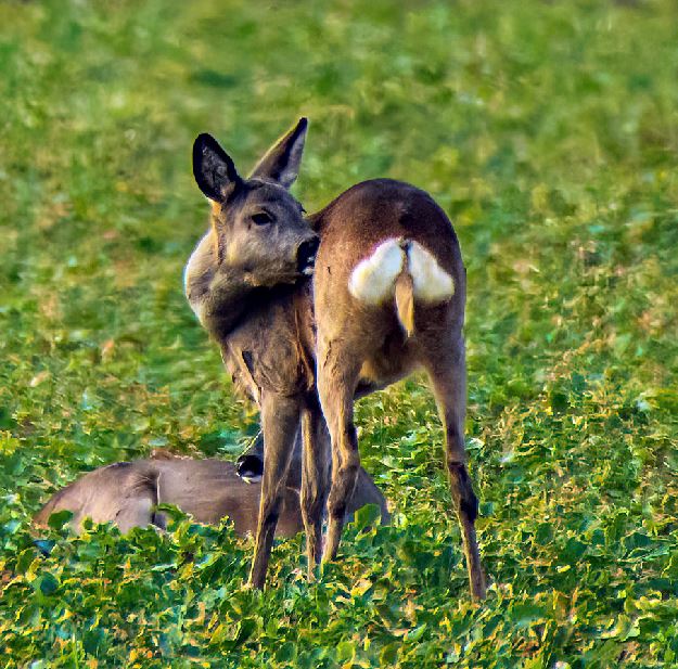 Zwei Rehe auf dem grünen Acker