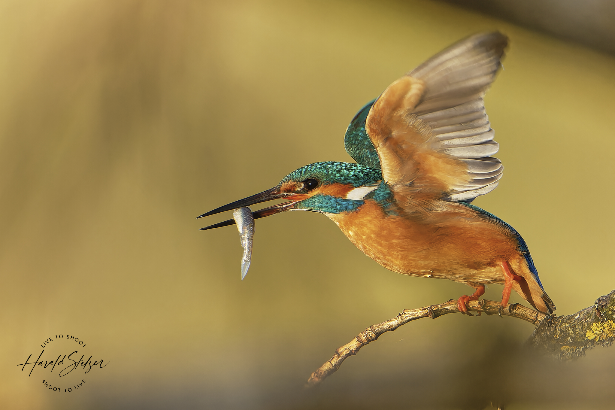 Eisvogel mit Fisch im Abflug (Forum für Naturfotografen)
