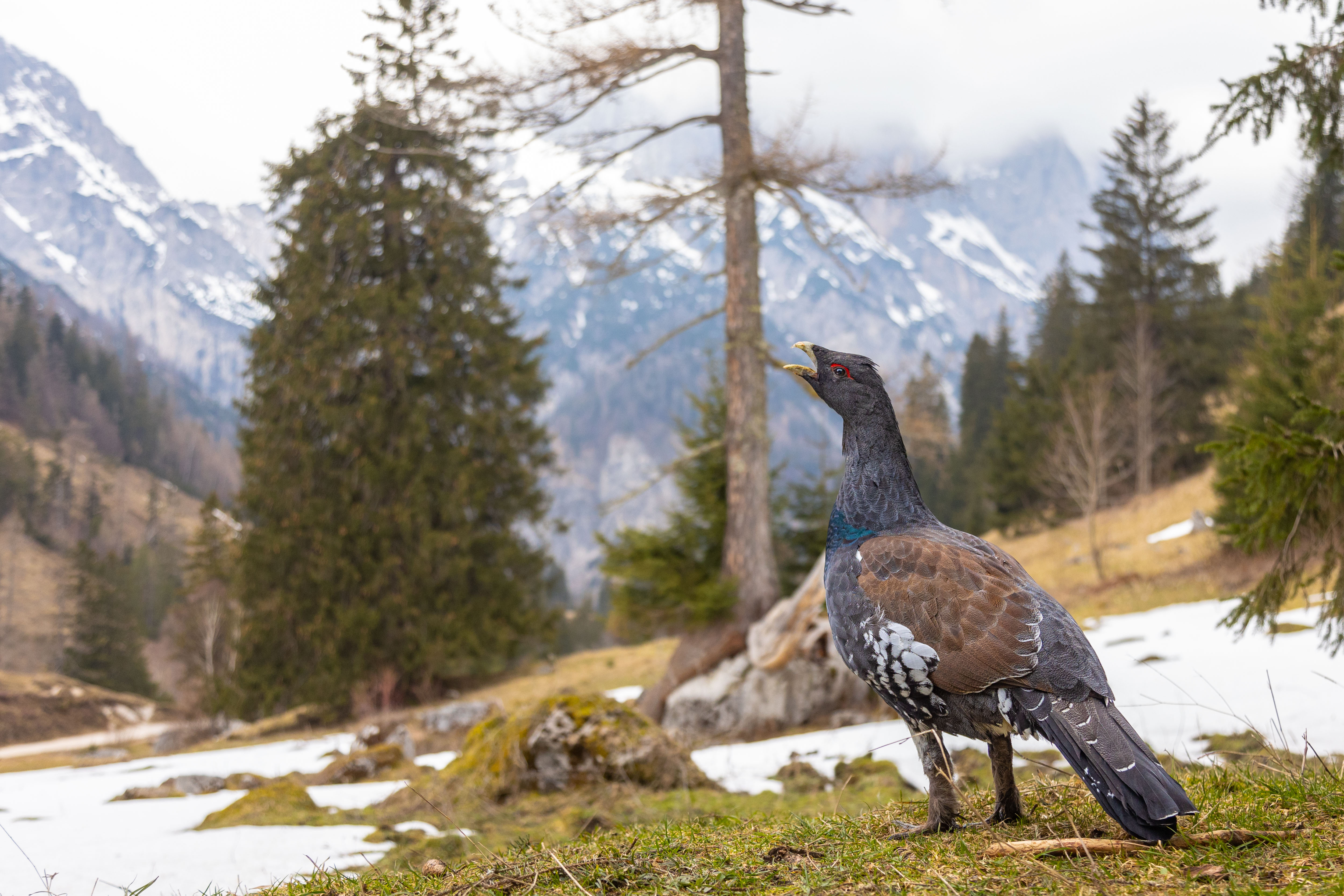 Neugieriger Jungspund