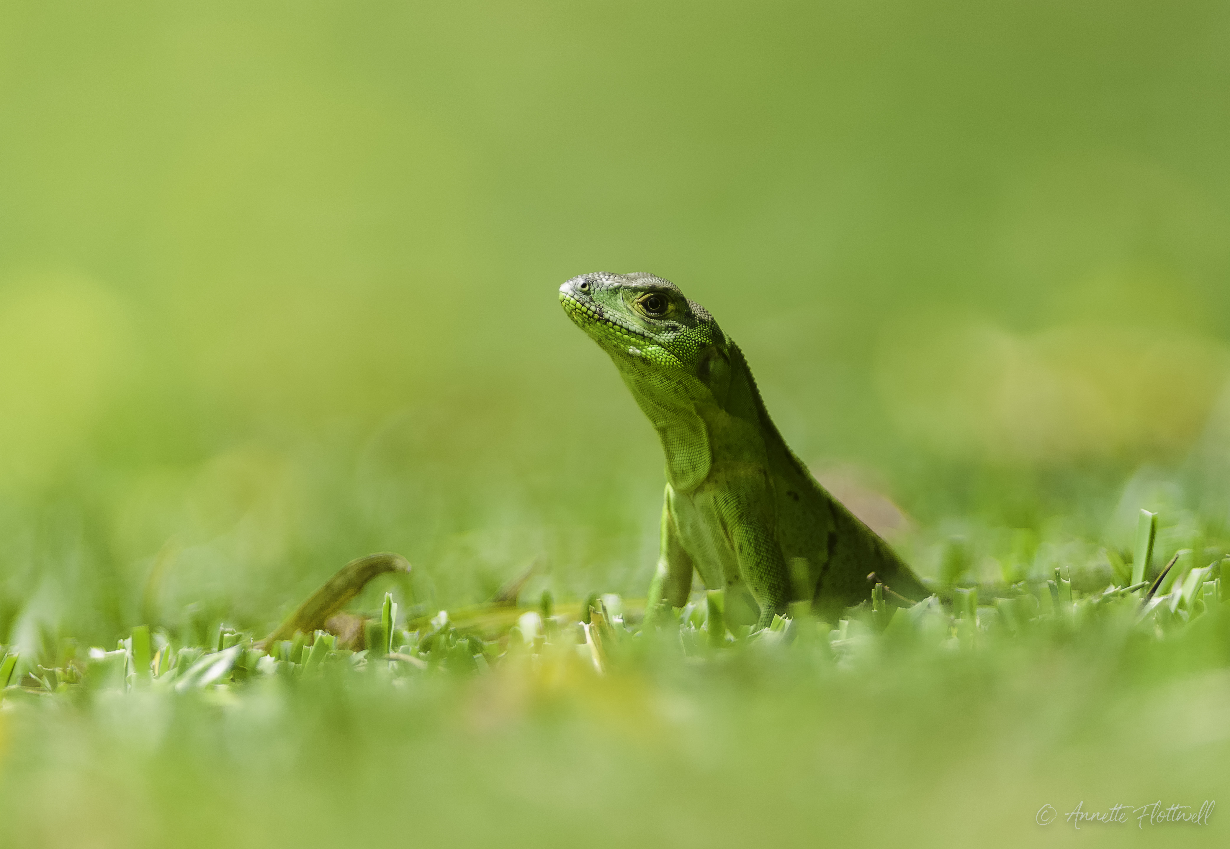 Garrobo - Ctenosaurus similis
