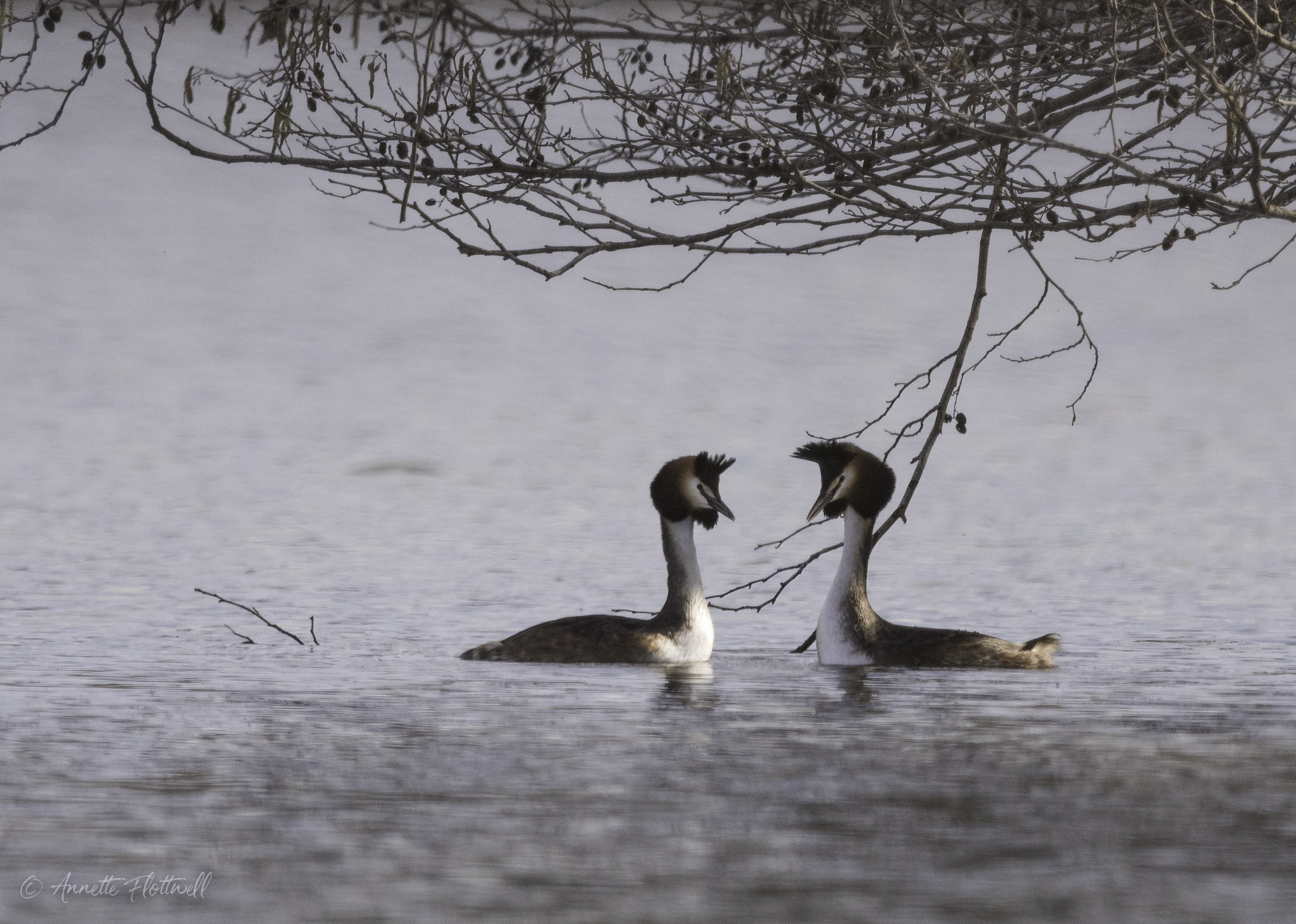 Podiceps cristatus - Grèbe huppé