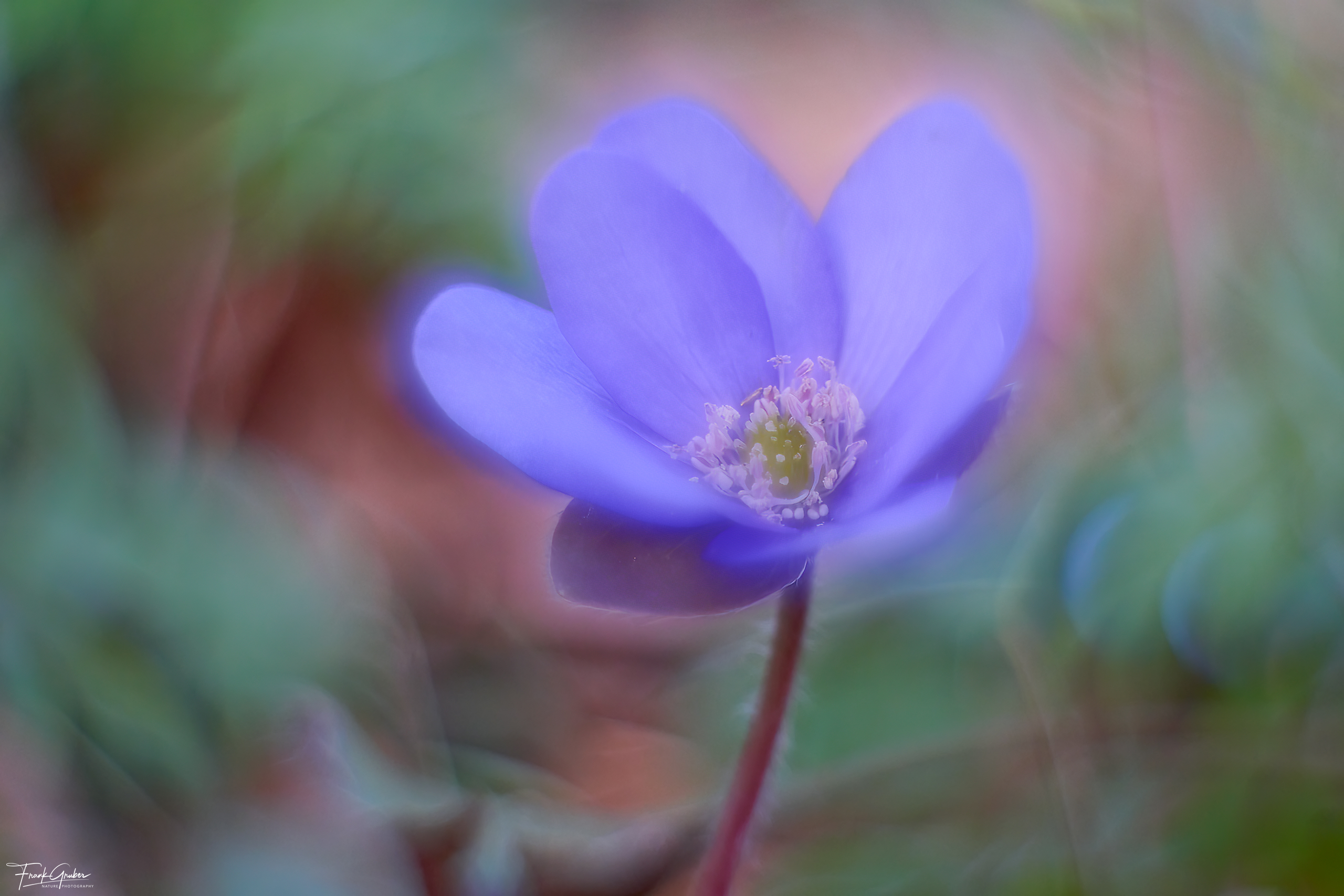 Leberblümchen