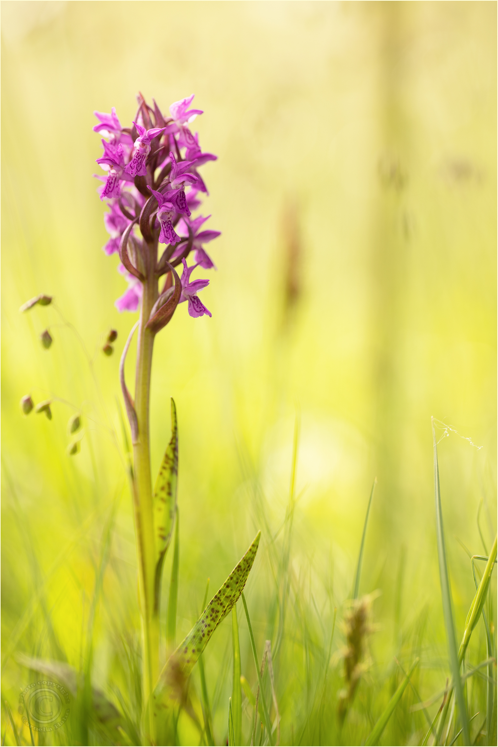 Blutrote Fingerwurz (Dactylorhiza cruenta)