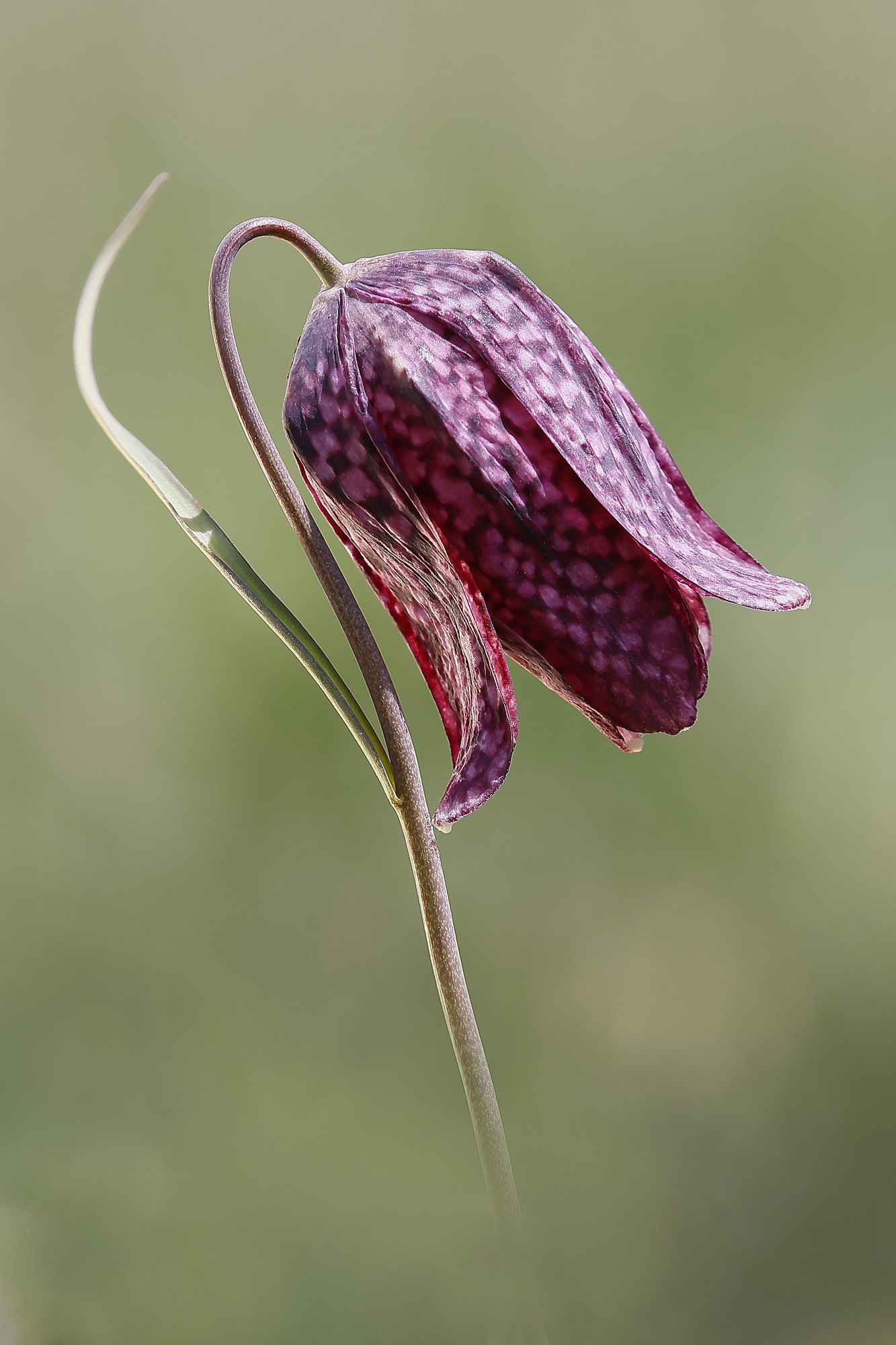 Schachbrettblume