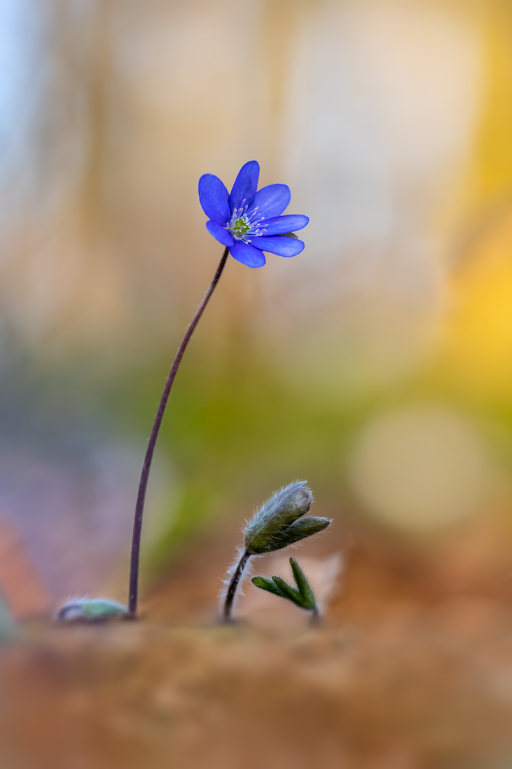 Ein Leberblümchen ...