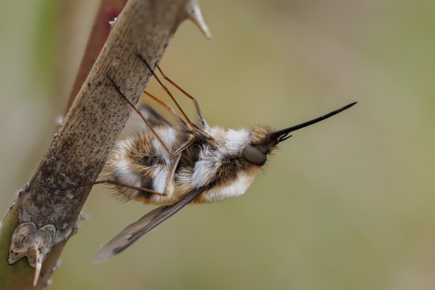 Wollschweber (Bombyliidae)