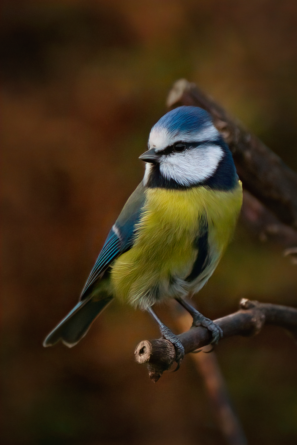 Blaumeisenportrait