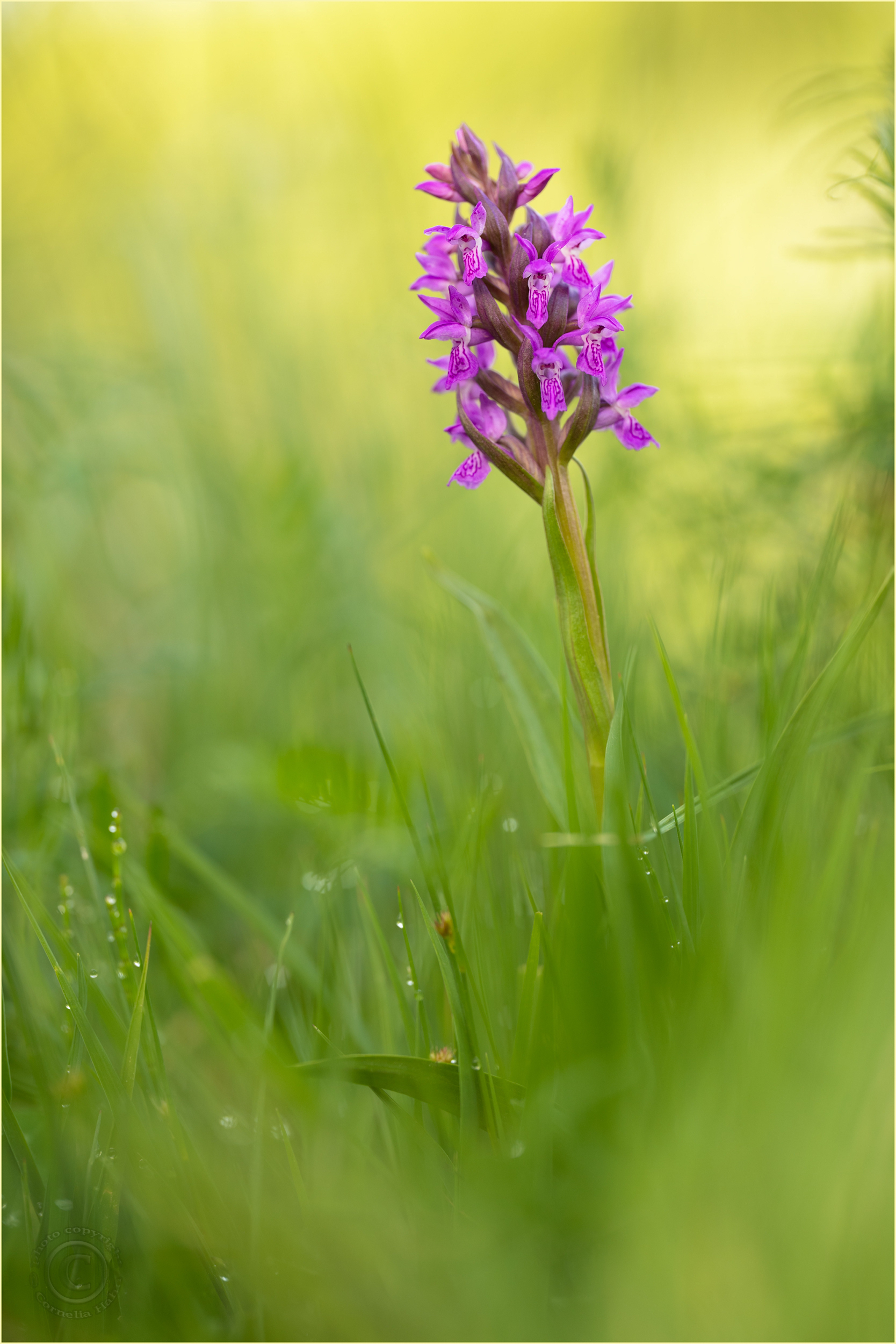 Fleischfarbene Fingerwurz (Dactylorhiza incarnata)