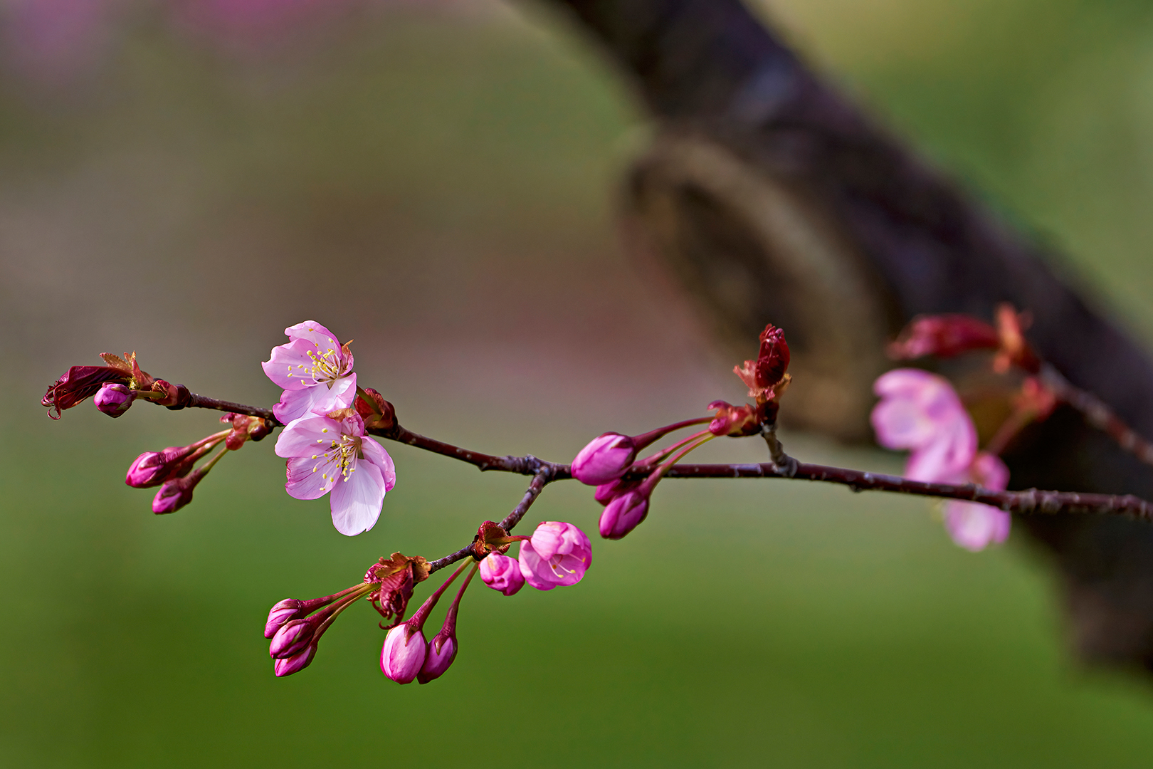 Kirschblüte