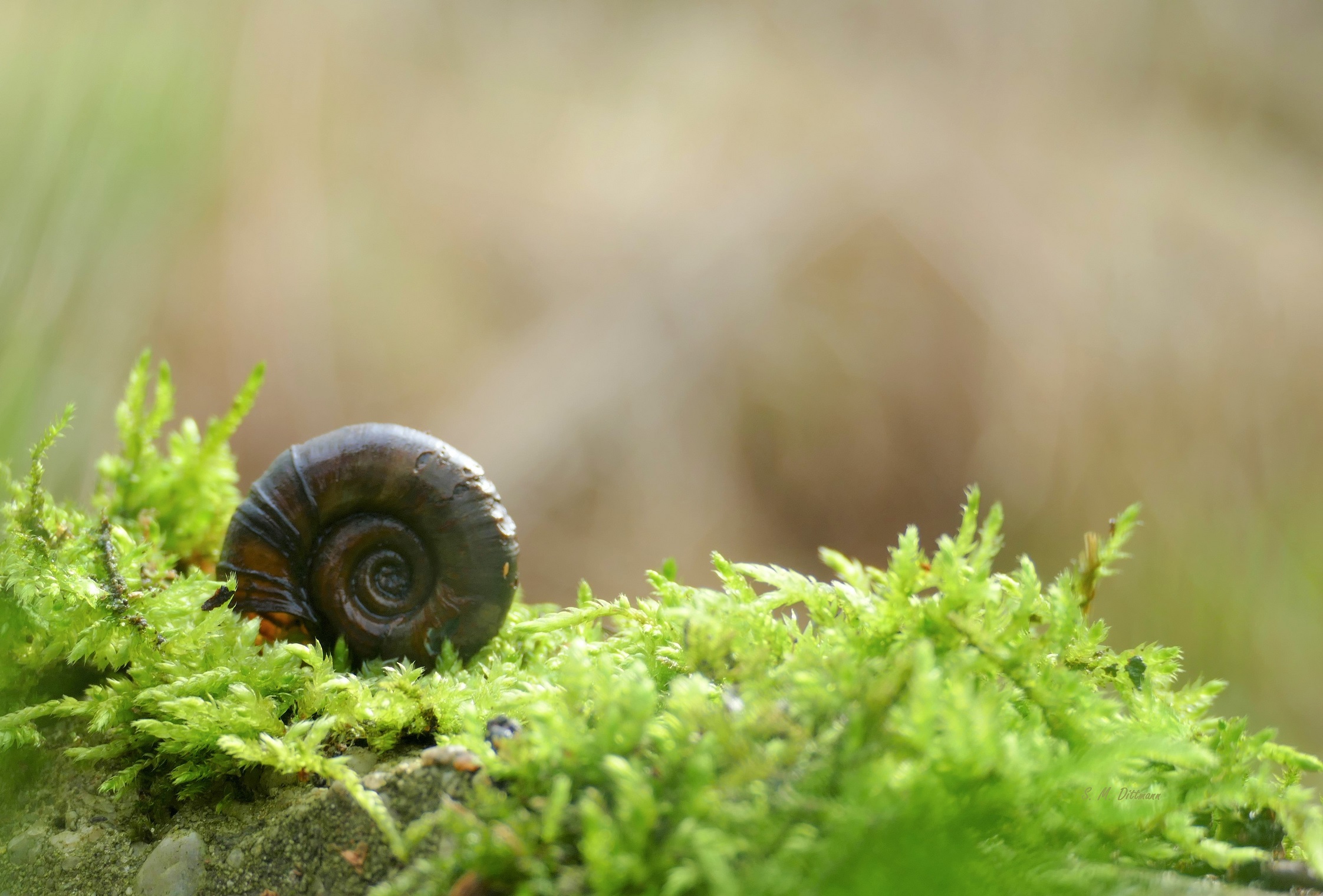Posthornschnecke