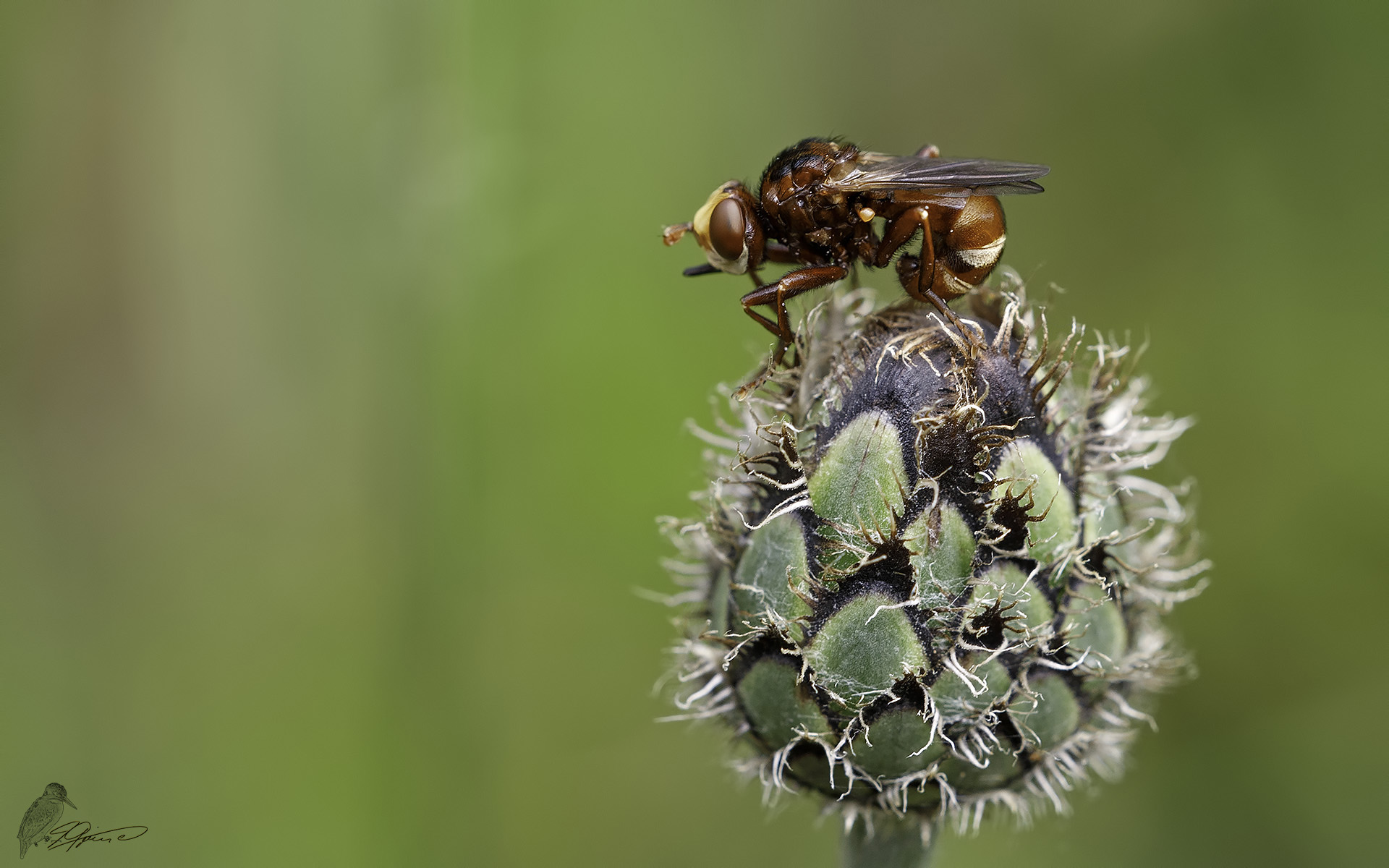 Kleine Fliege