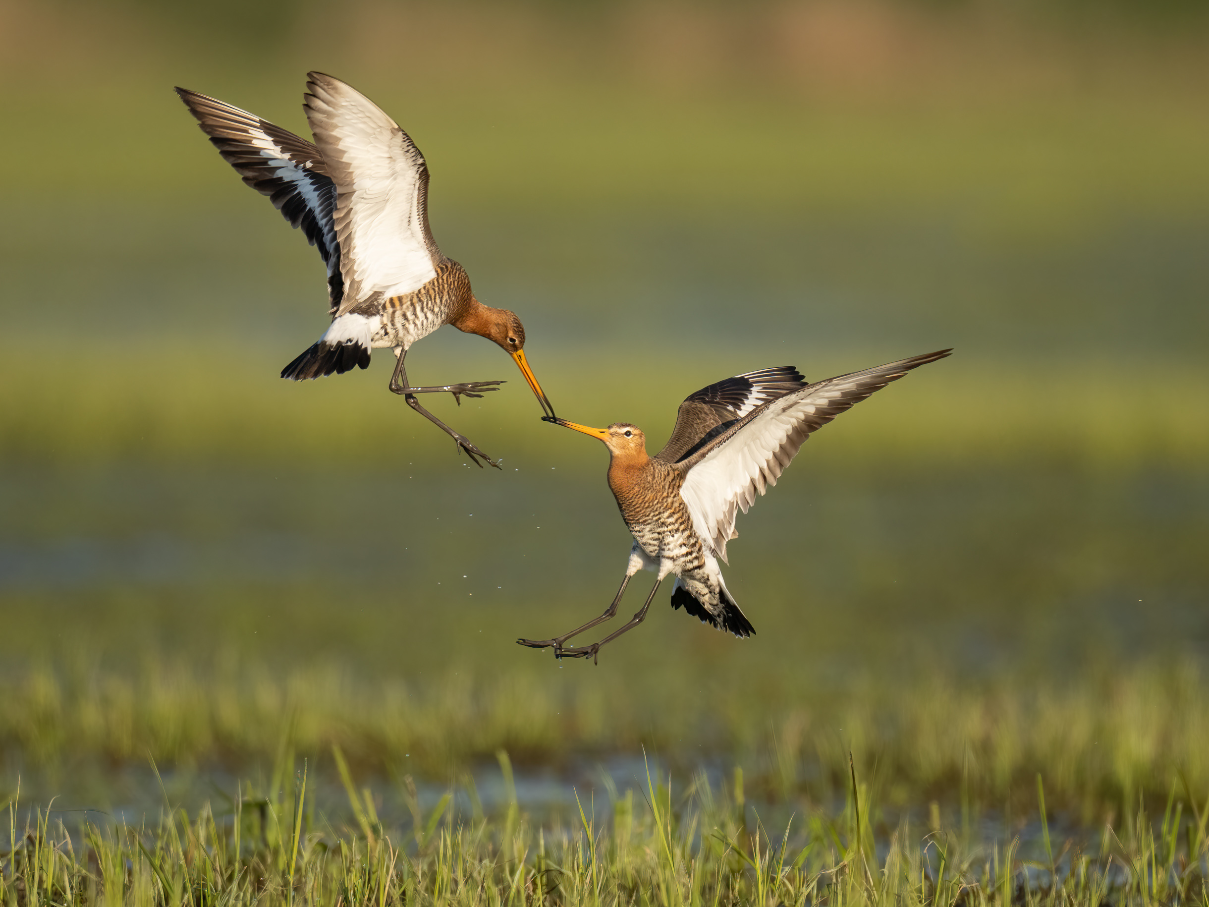Kung-Fu Fighting