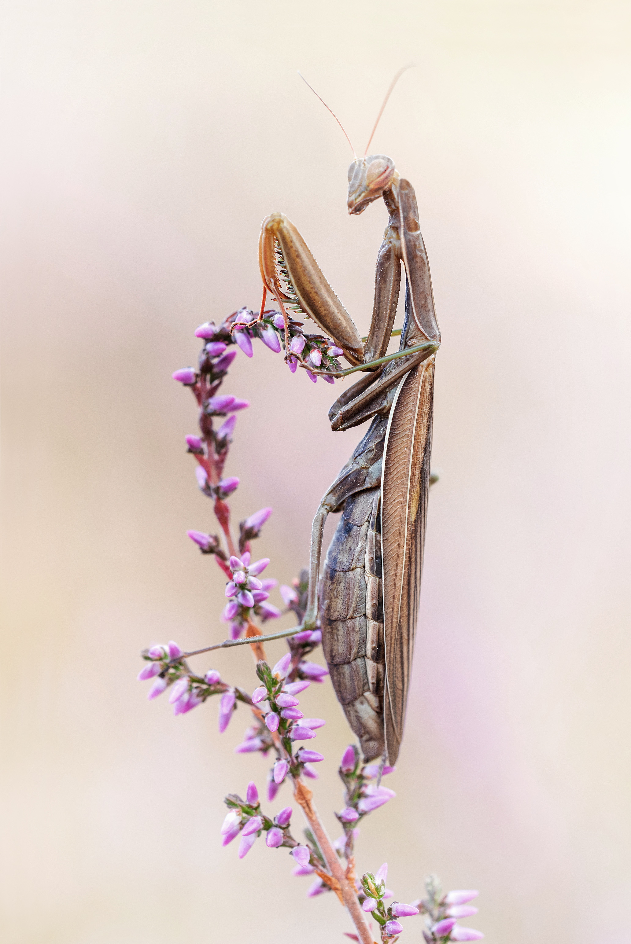 Mantis religiosa, weiblich, braun....