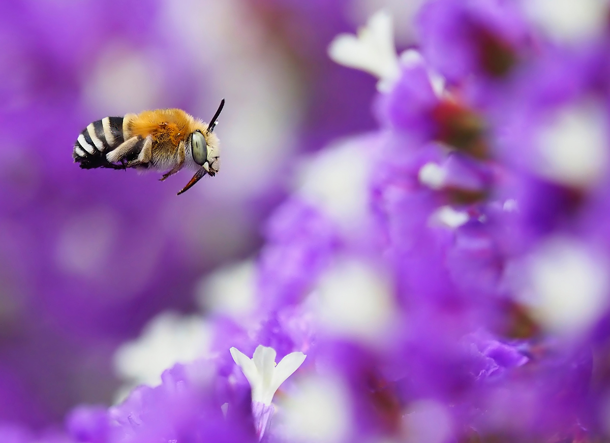 Anflug auf die Blüte