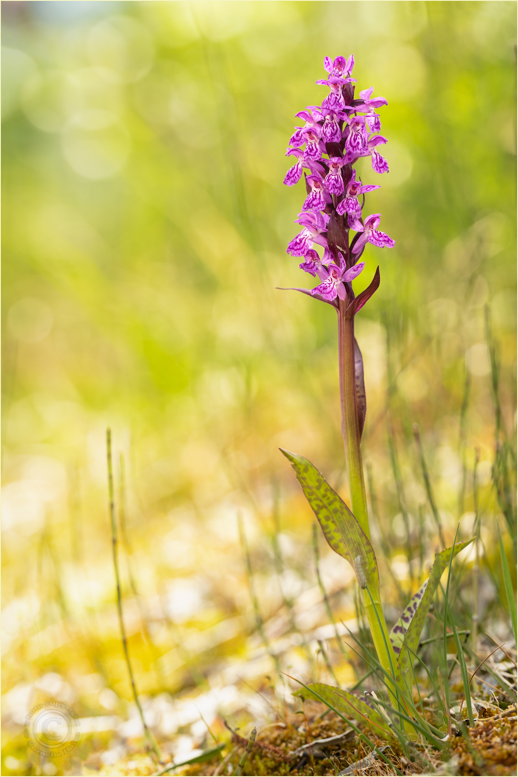 Lappländische Fingerwurz (Dactylorhiza lapponica)