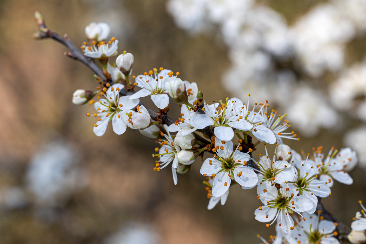 Schlehdornblüte