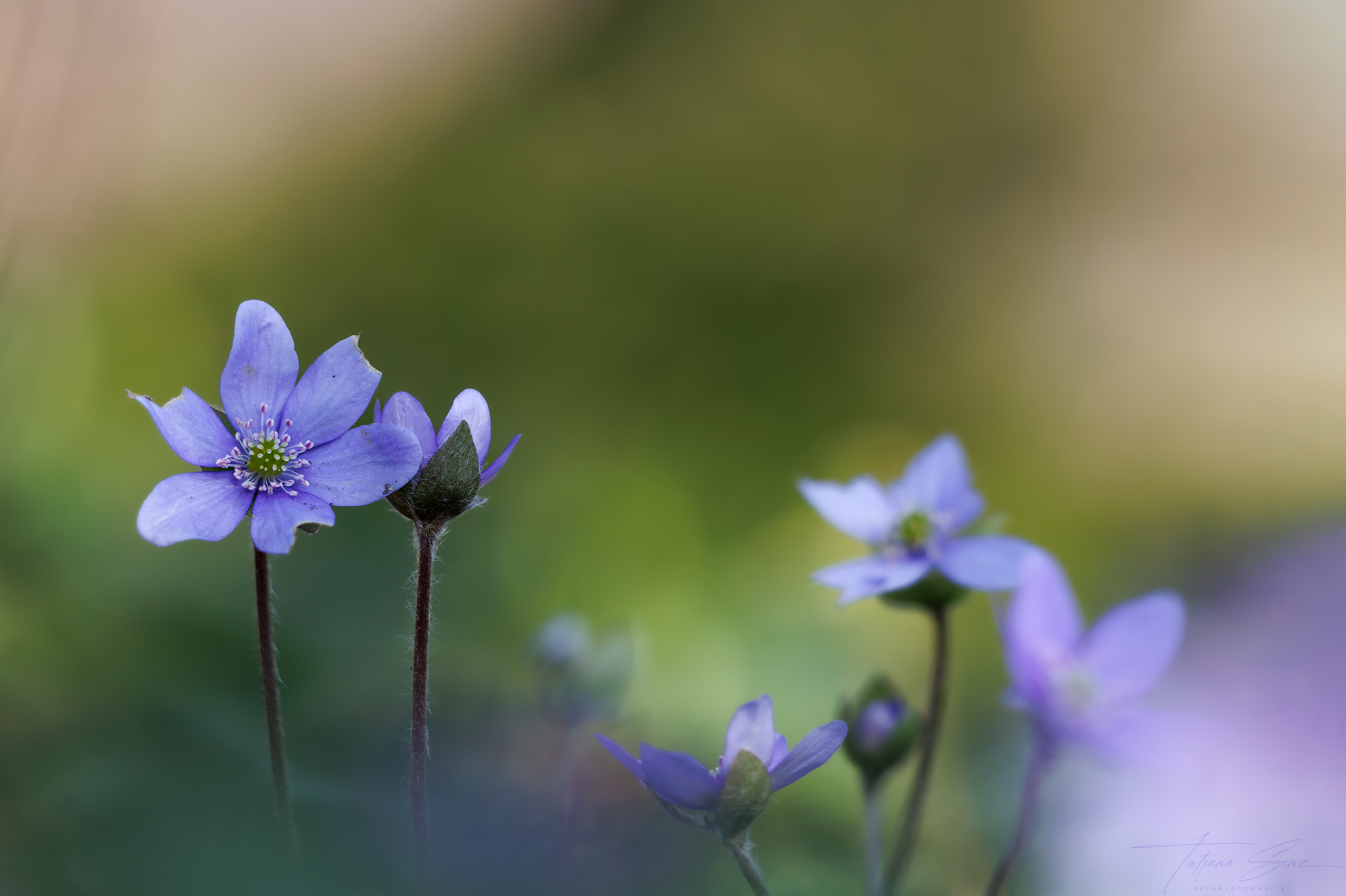 LEBERBLÜMCHEN