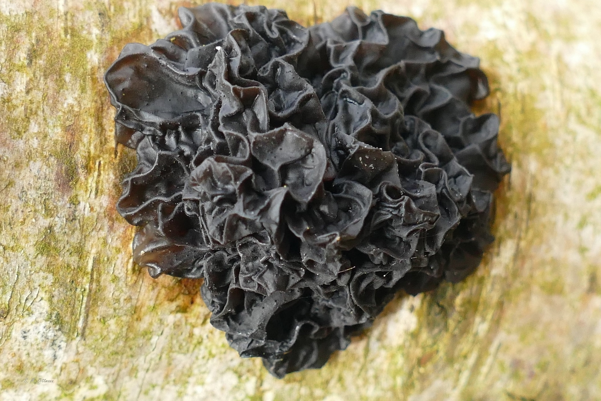 Ein "herzlicher" Pilz