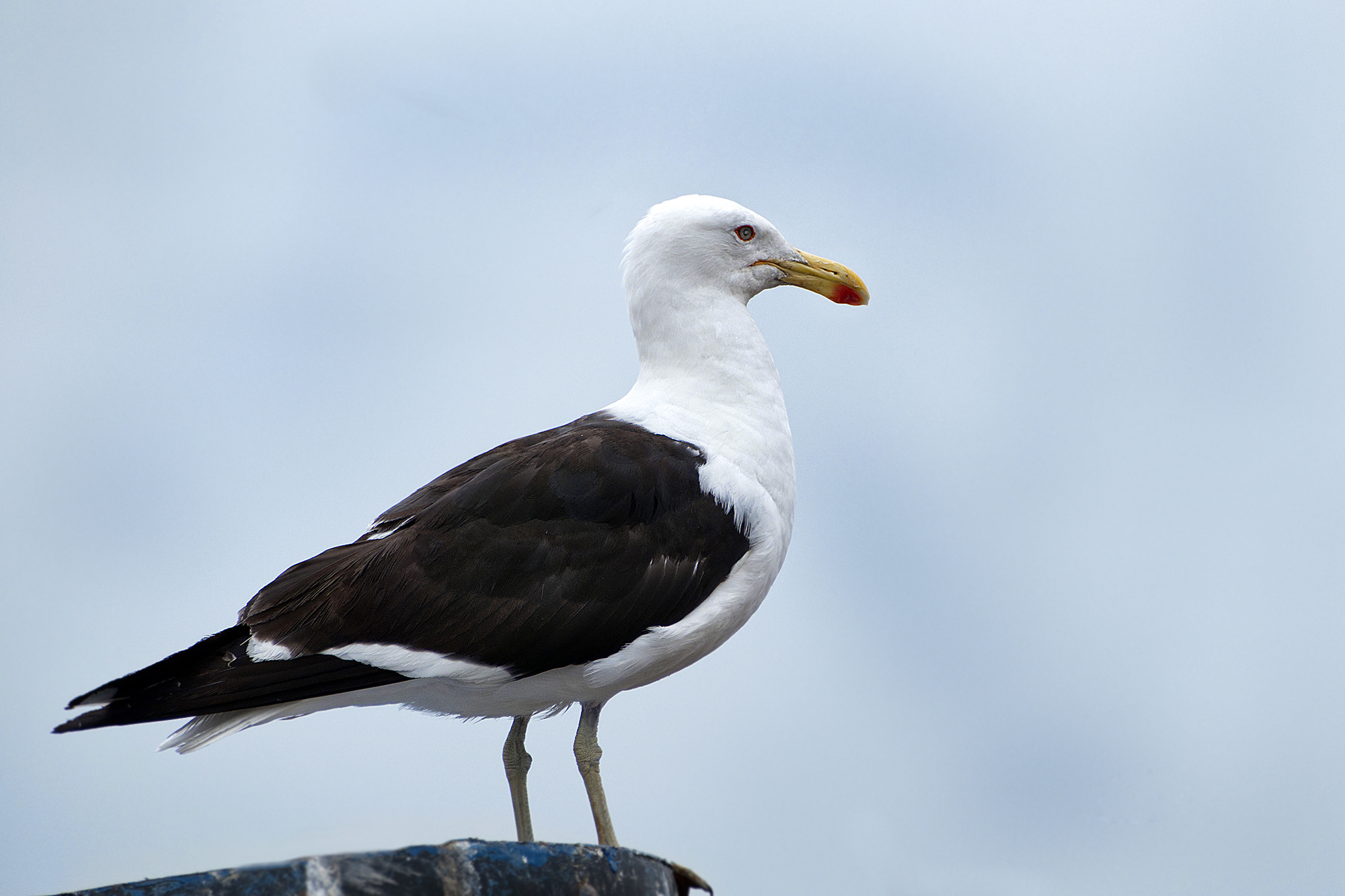 Dominikaner Möwe