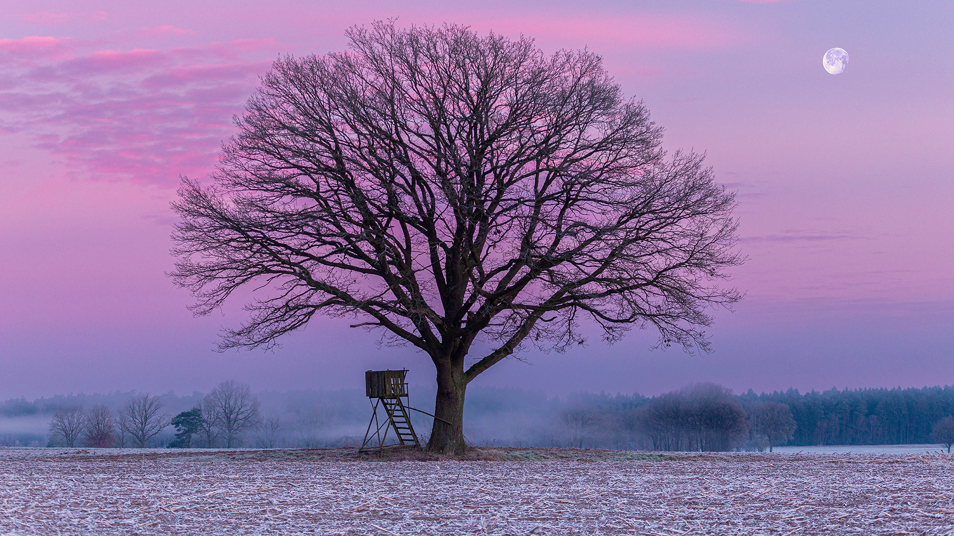 Baum