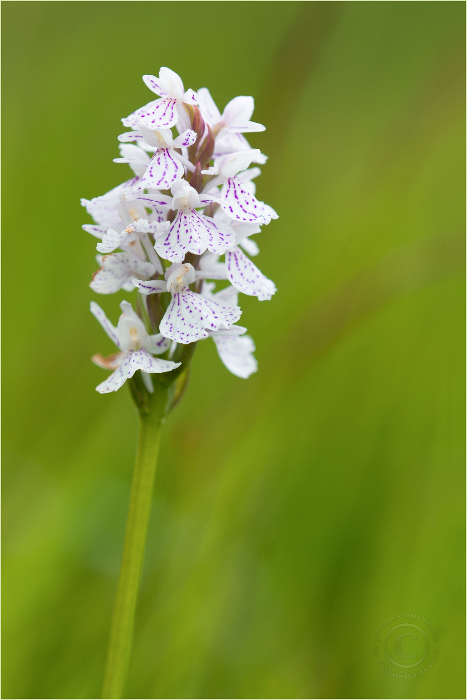 Gefleckte Fingerwurz (Dactylorhiza maculata)