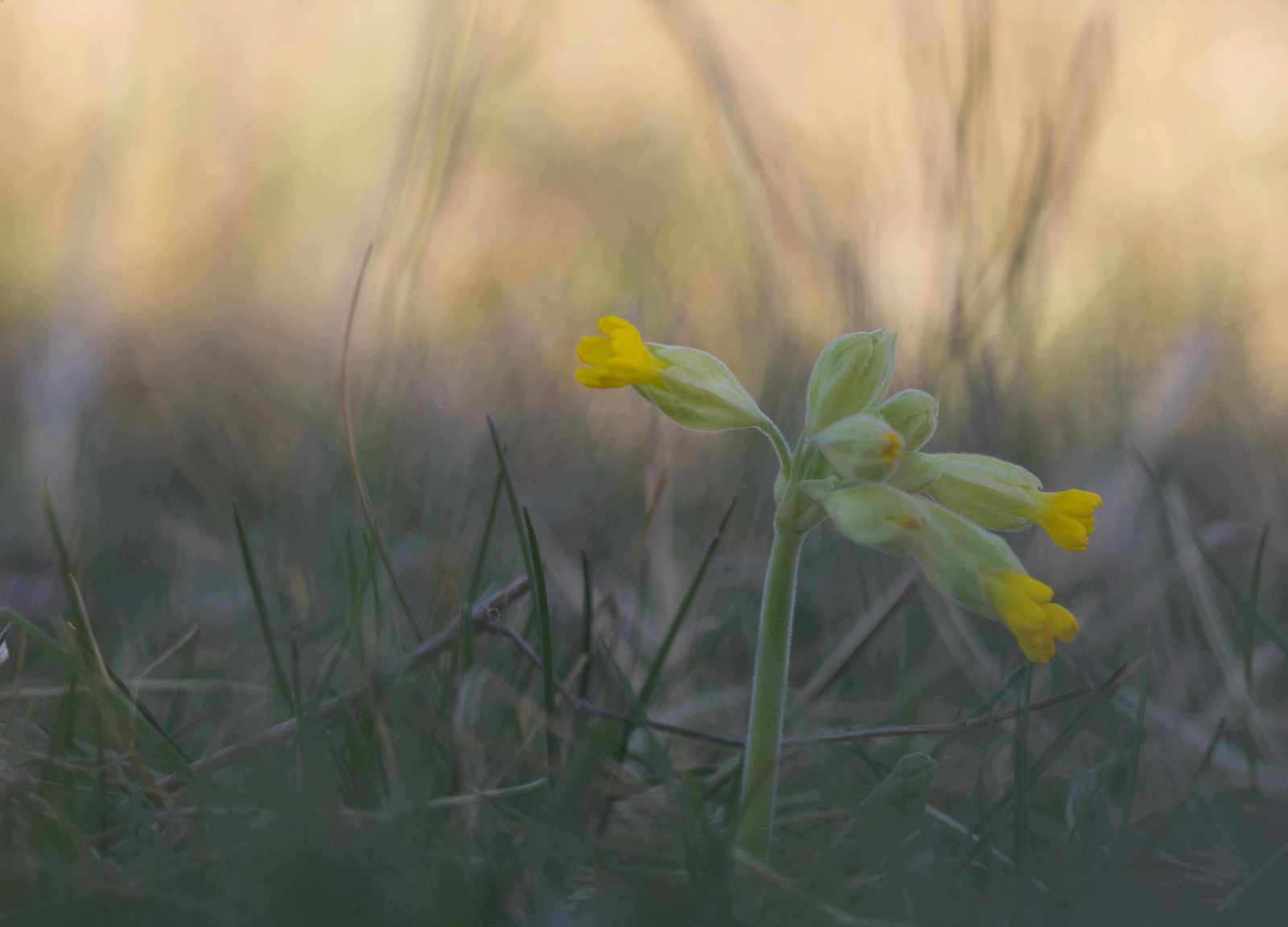 Wiesenschlüsselblume