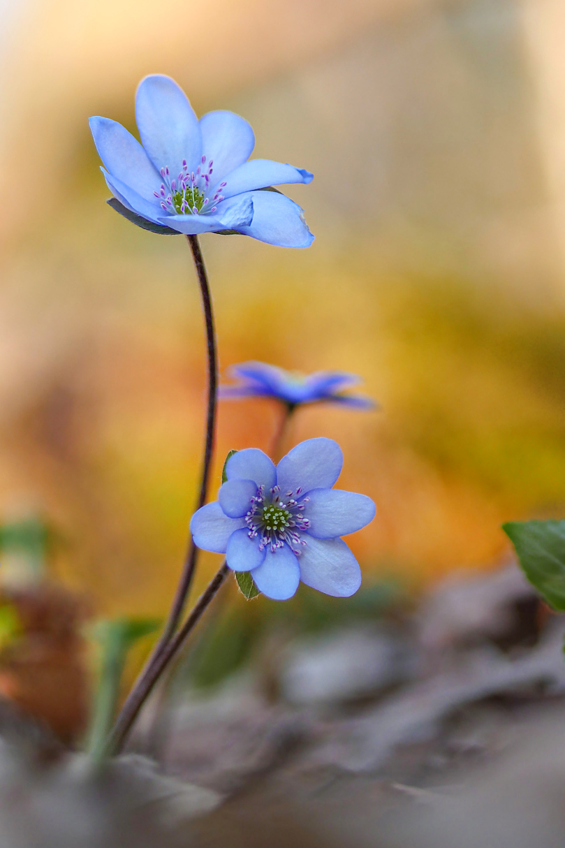 Leberblümchen in zartem Blau