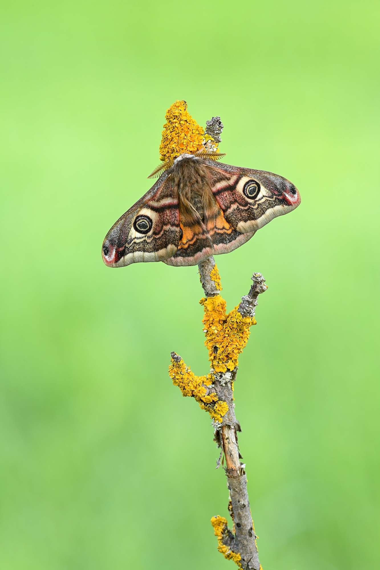 Nachtpfauenauge (Forum für Naturfotografen)