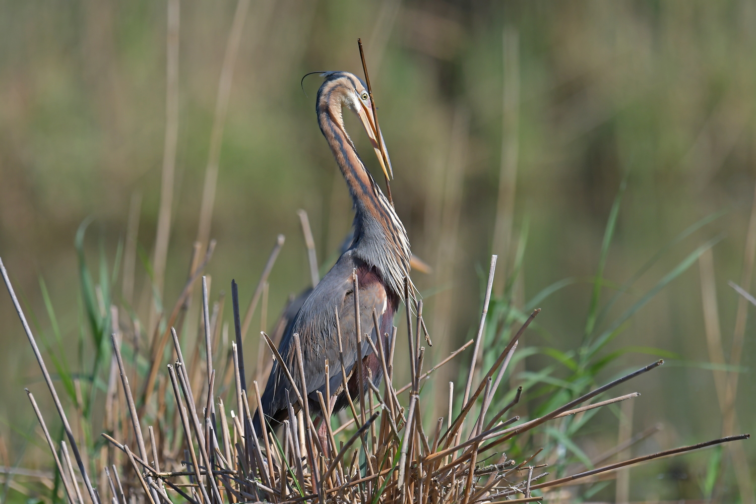 Nestbau
