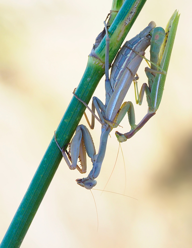 Mantispaarung