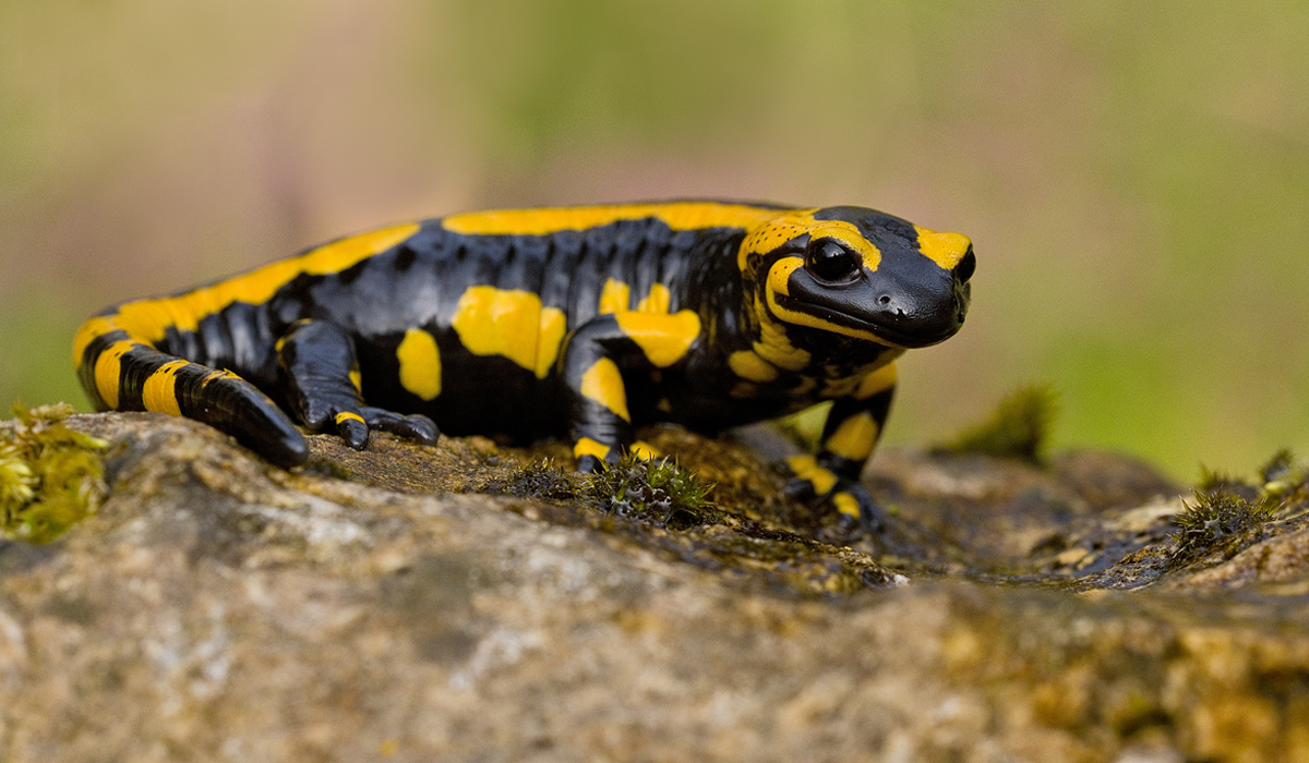Feuersalamander