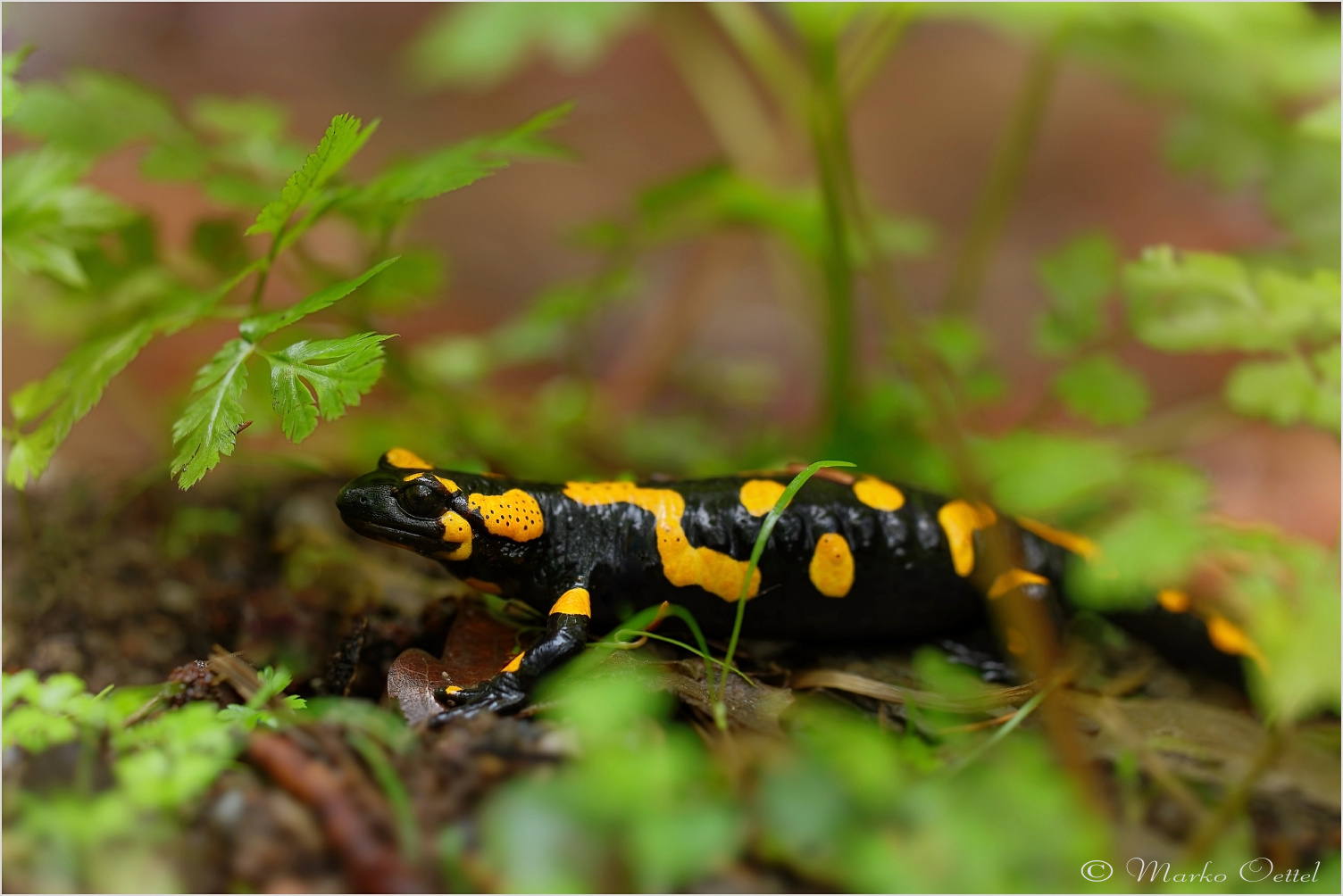 Feuersalamander (Salamandra salamandra)